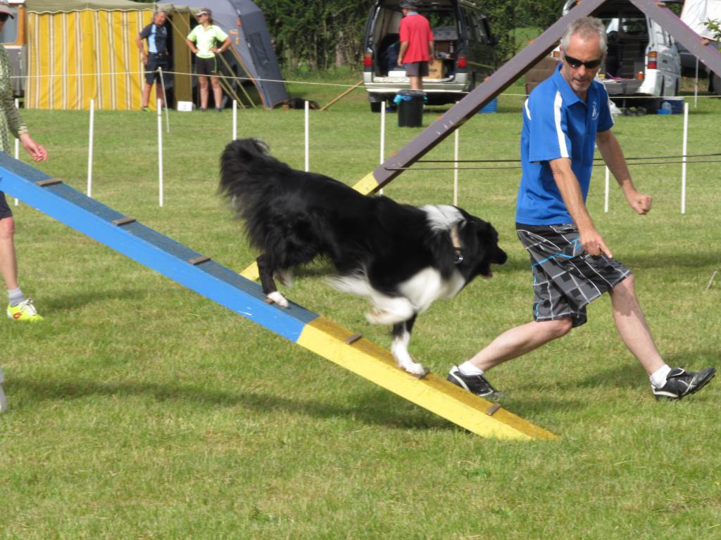 Agility – full year – Cambridge Dog Obedience Club